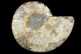 Cut & Polished Ammonite Fossil (Half) - Madagascar #157952-1